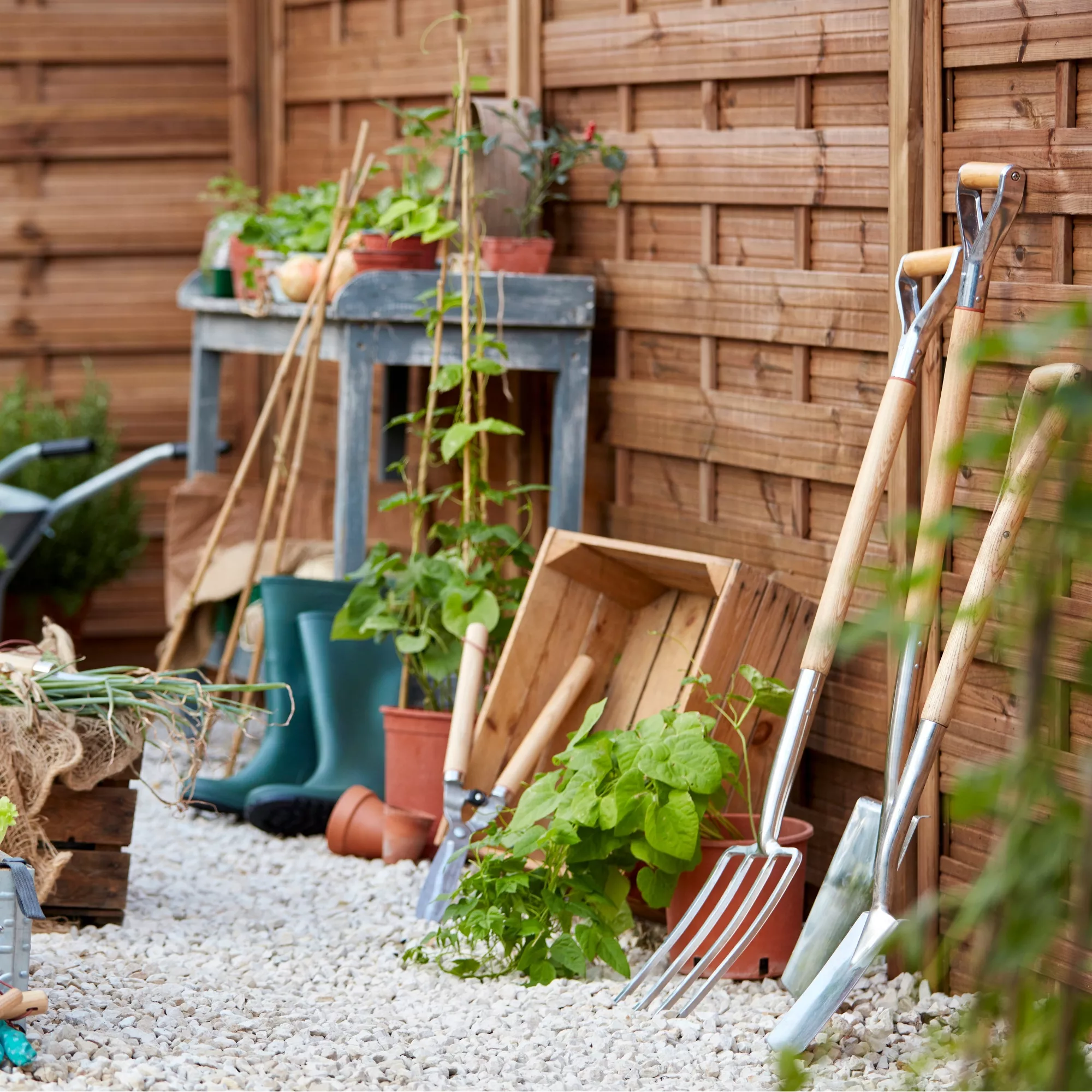 Blooma Douro Pine Gate, (H)1.8m (W)0.9m 2 Blooma Douro Pine Gate, (H)1.8m (W)0.9m - Image 2