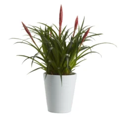 Bromeliad In 12cm White Ceramic Decorative Pot