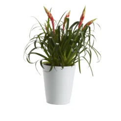 Bromeliad In 12cm White Ceramic Decorative Pot -Bestway Garden Sales Store bromeliad in 12cm white ceramic decorative pot3663602463450 21c bq