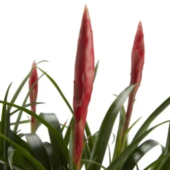 Bromeliad In 12cm White Ceramic Decorative Pot -Bestway Garden Sales Store bromeliad in 12cm white ceramic decorative pot3663602463450 36c bq