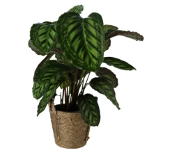 Calathea In 19cm Natural Cattail & Plastic Decorative Pot