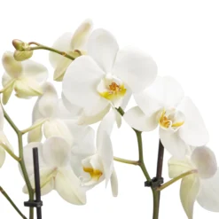 Double Stem Moth Orchid In 12cm Clear Plastic Grow Pot -Bestway Garden Sales Store double stem moth orchid in 12cm clear plastic grow pot3663602462873 36c bq