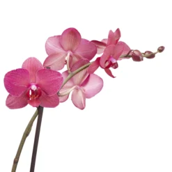 Double Stem Moth Orchid In 12cm Clear Plastic Grow Pot -Bestway Garden Sales Store double stem moth orchid in 12cm clear plastic grow pot3663602462873 38c bq