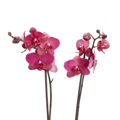 Double Stem Moth Orchid In 12cm Clear Plastic Grow Pot -Bestway Garden Sales Store double stem moth orchid in 12cm clear plastic grow pot3663602462873 39c bq