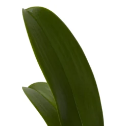 Double Stem Orchid In 12cm Assorted Ceramic Decorative Pot -Bestway Garden Sales Store double stem orchid in 12cm assorted ceramic decorative pot3663602462934 21c