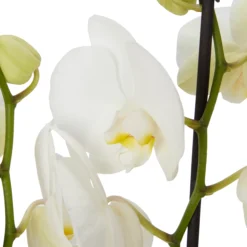 Double Stem Orchid In 12cm Assorted Ceramic Decorative Pot -Bestway Garden Sales Store double stem orchid in 12cm assorted ceramic decorative pot3663602462934 22c