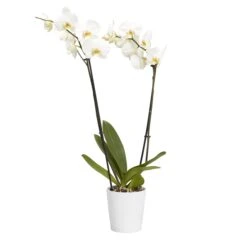 Double Stem Orchid In 12cm Assorted Ceramic Decorative Pot -Bestway Garden Sales Store double stem orchid in 12cm assorted ceramic decorative pot3663602462934 22c bq