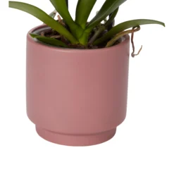 Double Stem Orchid In 12cm Assorted Ceramic Decorative Pot -Bestway Garden Sales Store double stem orchid in 12cm assorted ceramic decorative pot3663602462934 23c
