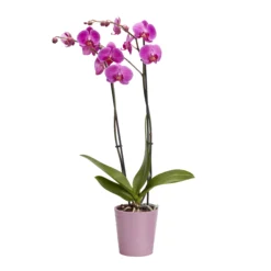 Double Stem Orchid In 12cm Assorted Ceramic Decorative Pot -Bestway Garden Sales Store double stem orchid in 12cm assorted ceramic decorative pot3663602462934 23c bq