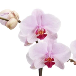 Double Stem Orchid In 12cm Assorted Ceramic Decorative Pot -Bestway Garden Sales Store double stem orchid in 12cm assorted ceramic decorative pot3663602462934 36c bq