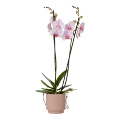 Double Stem Orchid In 12cm Assorted Ceramic Decorative Pot -Bestway Garden Sales Store double stem orchid in 12cm assorted ceramic decorative pot3663602462934 37c
