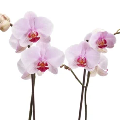 Double Stem Orchid In 12cm Assorted Ceramic Decorative Pot -Bestway Garden Sales Store double stem orchid in 12cm assorted ceramic decorative pot3663602462934 37c bq