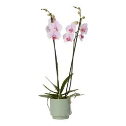 Double Stem Orchid In 12cm Assorted Ceramic Decorative Pot -Bestway Garden Sales Store double stem orchid in 12cm assorted ceramic decorative pot3663602462934 38c