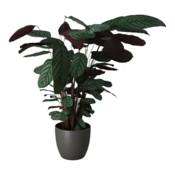 Dragon Tree In 24cm Assorted Ceramic Decorative Pot -Bestway Garden Sales Store dragon tree in 24cm assorted ceramic decorative pot5059340827858 22c