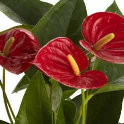 Flamingo Flower In 12cm White Ceramic Decorative Pot -Bestway Garden Sales Store flamingo flower in 12cm white ceramic decorative pot3663602497288 36c bq