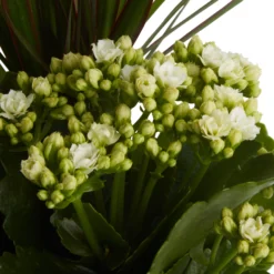 Houseplant Arrangement In 17cm Assorted Ceramic Pot -Bestway Garden Sales Store houseplant arrangement in 17cm assorted ceramic pot3663602497318 36c bq