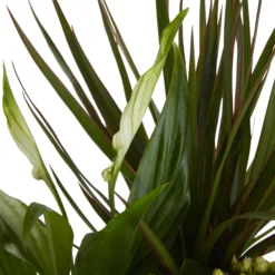 Houseplant Arrangement In 17cm Assorted Ceramic Pot -Bestway Garden Sales Store houseplant arrangement in 17cm assorted ceramic pot3663602497318 37c bq