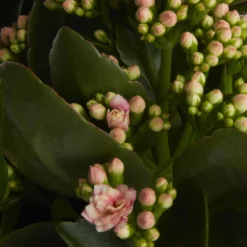 Houseplant Arrangement In 17cm Assorted Ceramic Pot -Bestway Garden Sales Store houseplant arrangement in 17cm assorted ceramic pot3663602497318 38c bq