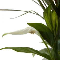 Houseplant Arrangement In 17cm Assorted Ceramic Pot -Bestway Garden Sales Store houseplant arrangement in 17cm assorted ceramic pot3663602497318 39c bq