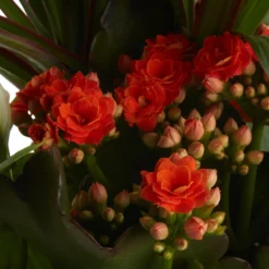 Houseplant Arrangement In 17cm Assorted Ceramic Pot -Bestway Garden Sales Store houseplant arrangement in 17cm assorted ceramic pot3663602497318 40c bq