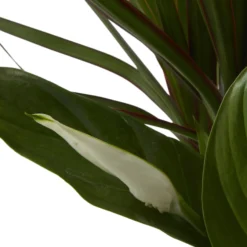 Houseplant Arrangement In 17cm Assorted Ceramic Pot -Bestway Garden Sales Store houseplant arrangement in 17cm assorted ceramic pot3663602497318 41c bq