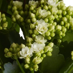 Houseplant Arrangement In 17cm Assorted Ceramic Pot -Bestway Garden Sales Store houseplant arrangement in 17cm assorted ceramic pot3663602497318 42c bq