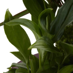 Houseplant Arrangement In 17cm Assorted Ceramic Pot -Bestway Garden Sales Store houseplant arrangement in 17cm assorted ceramic pot3663602497318 43c bq