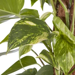 Kentia Palm In 19cm Terracotta Plastic Grow Pot -Bestway Garden Sales Store kentia palm in 19cm terracotta plastic grow pot3663602462484 36c