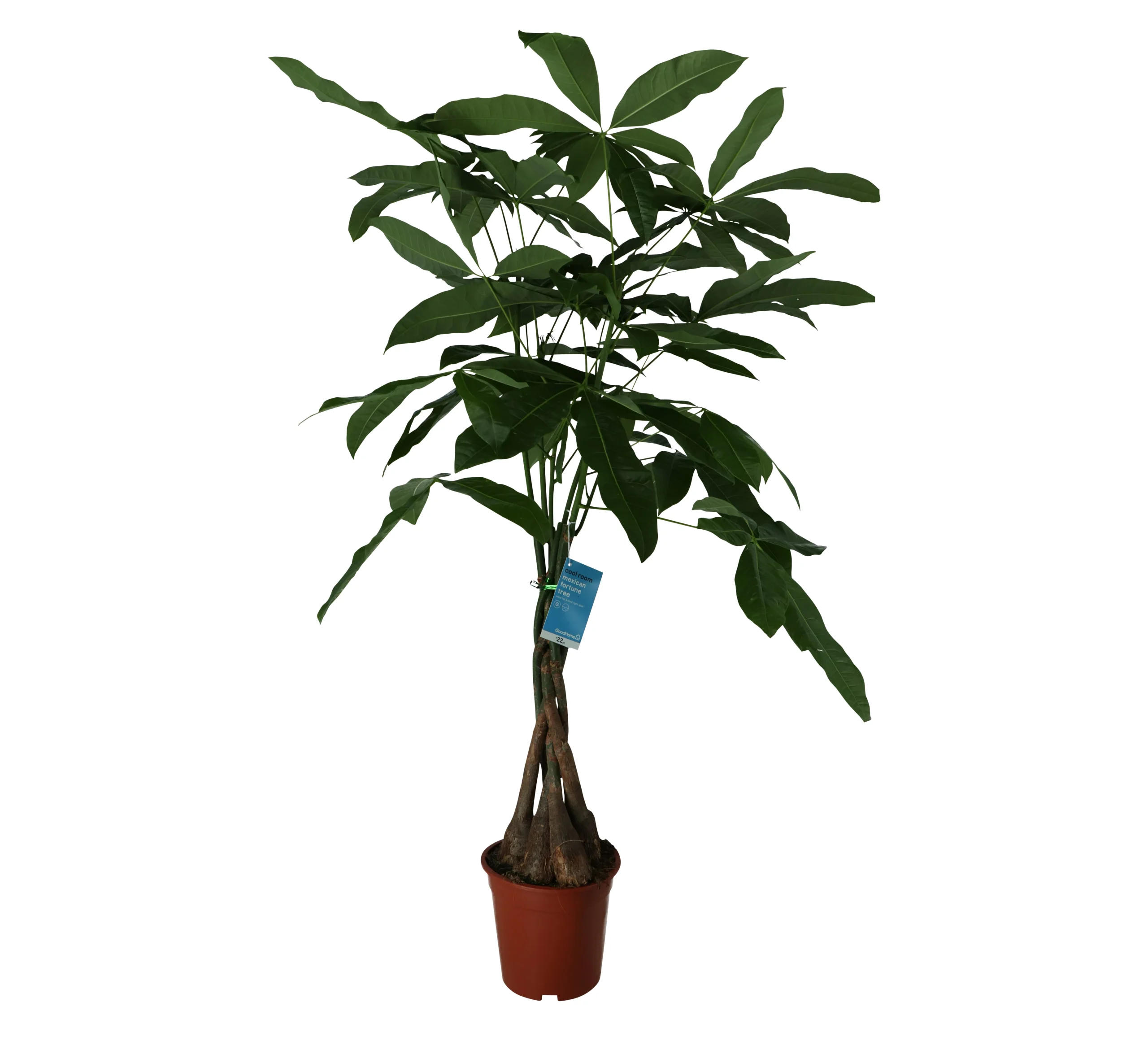 Mexican Fortune Tree In 19cm Terracotta Plastic Grow Pot 1 Mexican Fortune Tree In 19cm Terracotta Plastic Grow Pot