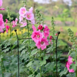 Bestway Garden Sales Store -Bestway Garden Sales Store panacea steel curved plant support l 76cm dia 46cm0093432825259 01i bq