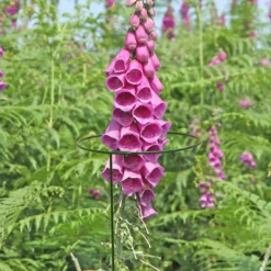 Bestway Garden Sales Store -Bestway Garden Sales Store panacea steel single stem plant support l 122cm dia 20 3cm pack of 30093432825457 01i bq