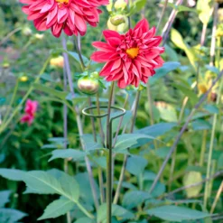 Bestway Garden Sales Store -Bestway Garden Sales Store panacea steel single stem plant support l 122cm dia 8 6cm pack of 30093432825396 01i bq