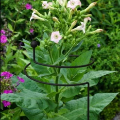 Bestway Garden Sales Store -Bestway Garden Sales Store panacea steel single stem plant support l 130cm dia 20cm0093432825426 01i bq