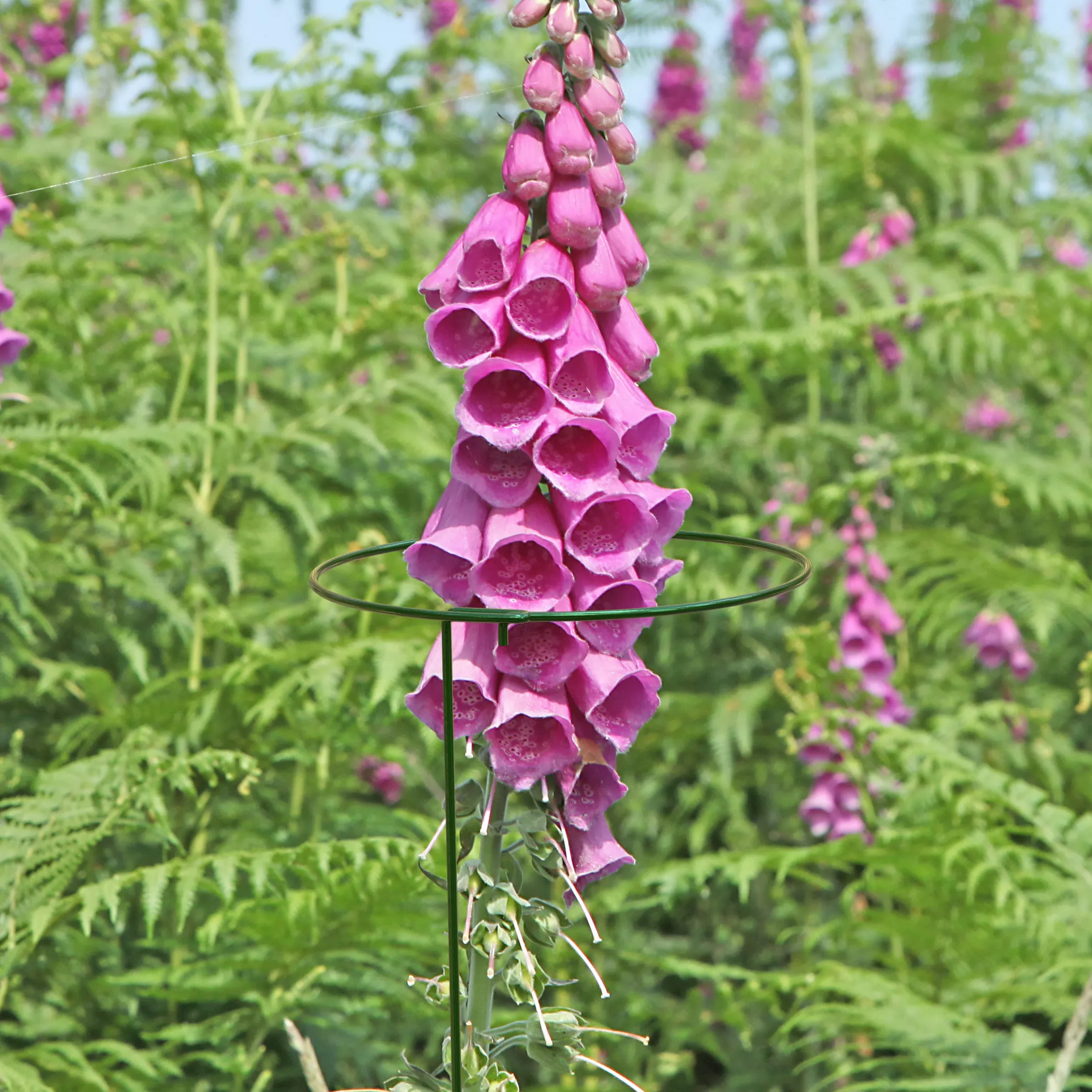 Panacea Steel Single Stem Plant Support (L)75cm (Dia)15cm, Pack Of 3 2 Panacea Steel Single Stem Plant Support (L)75cm (Dia)15cm, Pack Of 3 - Image 2