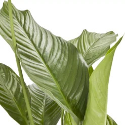 Peace Lily In 21cm Terracotta Plastic Grow Pot -Bestway Garden Sales Store peace lily in 21cm terracotta plastic grow pot3663602462651 36c bq