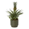Pineapple Plant In 13.5cm Assorted Ceramic Decorative Pot