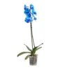 Single Stem Blue Moth Orchid In 12cm Clear Plastic Grow Pot
