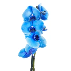 Single Stem Blue Moth Orchid In 12cm Clear Plastic Grow Pot -Bestway Garden Sales Store single stem blue moth orchid in 12cm clear plastic grow pot3663602462927 37c bq