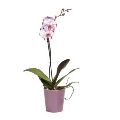 Single Stem Orchid In 12cm Assorted Ceramic Decorative Pot -Bestway Garden Sales Store single stem orchid in 12cm assorted ceramic decorative pot3663602462941 22c bq