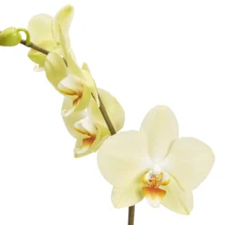 Single Stem Orchid In 12cm Assorted Ceramic Decorative Pot -Bestway Garden Sales Store single stem orchid in 12cm assorted ceramic decorative pot3663602462941 36c bq