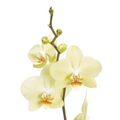 Single Stem Orchid In 12cm Assorted Ceramic Decorative Pot -Bestway Garden Sales Store single stem orchid in 12cm assorted ceramic decorative pot3663602462941 37c bq