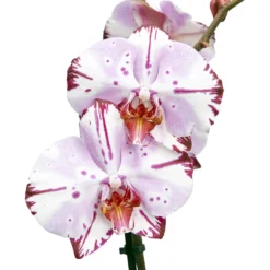 Single Stem Orchid In 12cm Assorted Ceramic Decorative Pot -Bestway Garden Sales Store single stem orchid in 12cm assorted ceramic decorative pot3663602462941 42c bq