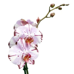 Single Stem Orchid In 12cm Assorted Ceramic Decorative Pot -Bestway Garden Sales Store single stem orchid in 12cm assorted ceramic decorative pot3663602462941 43c bq