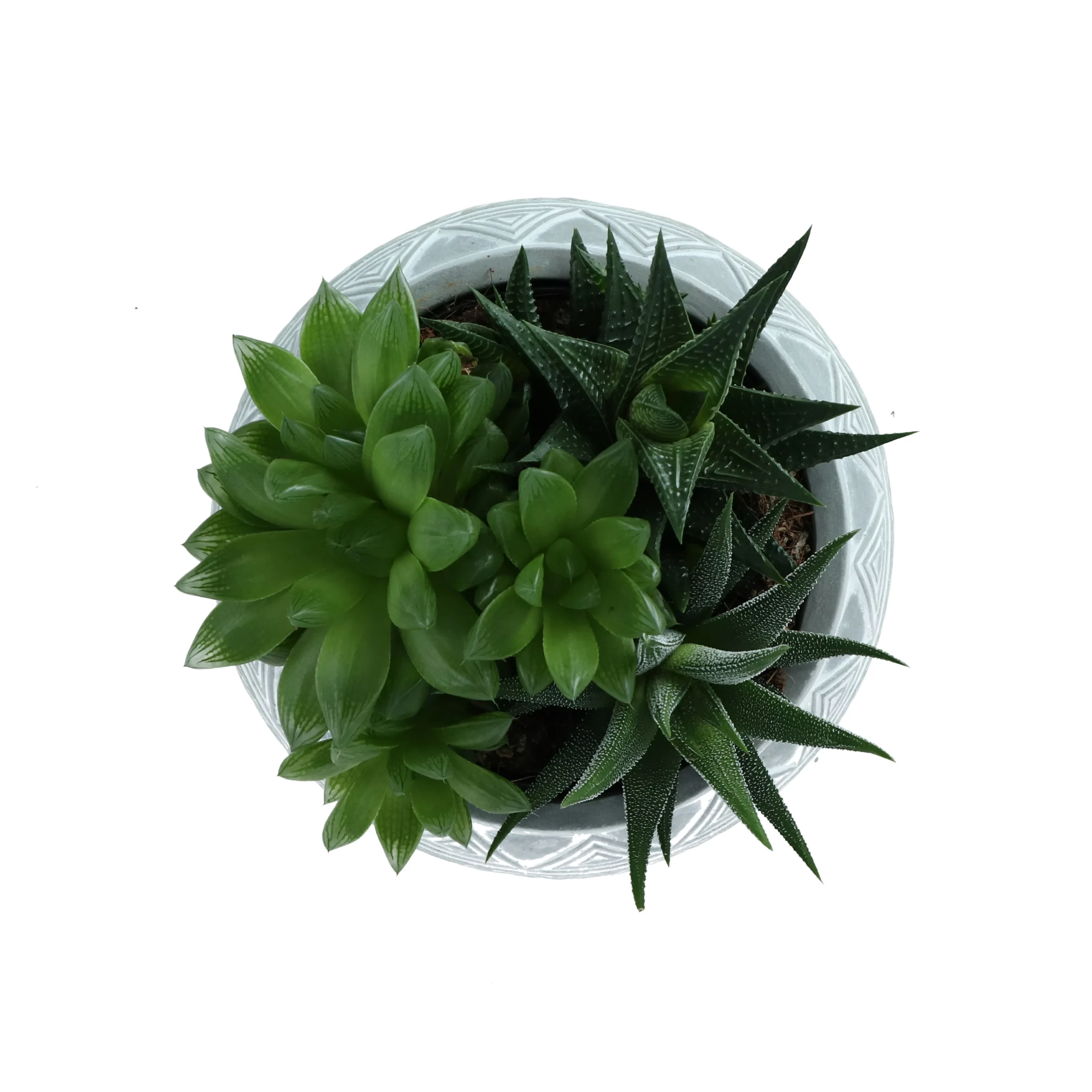 Succulent In 14cm Assorted Ceramic Decorative Pot 2 Succulent In 14cm Assorted Ceramic Decorative Pot - Image 2