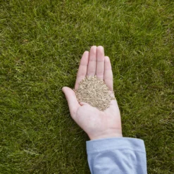 Verve Easy Start Coated Grass Seeds, 1.5kg -Bestway Garden Sales Store verve easy start coated grass seeds 1 5kg3663602947493 01i