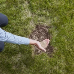 Verve Easy Start Coated Grass Seeds, 1.5kg -Bestway Garden Sales Store verve easy start coated grass seeds 1 5kg3663602947493 03i