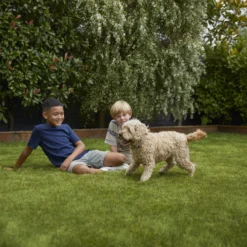 Verve Family & Sports Grass Seeds, 10kg -Bestway Garden Sales Store verve family sports grass seeds 10kg3663602947516 05i