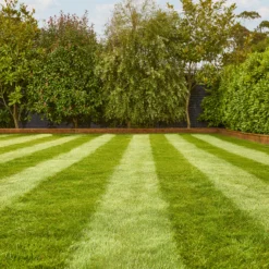 Verve Fine English Grass Seeds, 1.25kg 6 Verve Fine English Grass Seeds, 1.25kg -Bestway Garden Sales Store verve fine english grass seeds 1 25kg3663602947592 01i