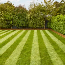 Verve Fine English Grass Seeds, 1.25kg 7 Verve Fine English Grass Seeds, 1.25kg -Bestway Garden Sales Store verve fine english grass seeds 1 25kg3663602947592 02i