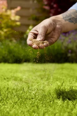 Verve Mamaterra Lawn Feed Granules 100m² 2.5kg -Bestway Garden Sales Store verve mamaterra lawn feed granules 100m 2 5kg5063022034779 02i